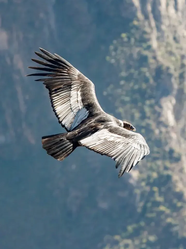 Chonta Condors